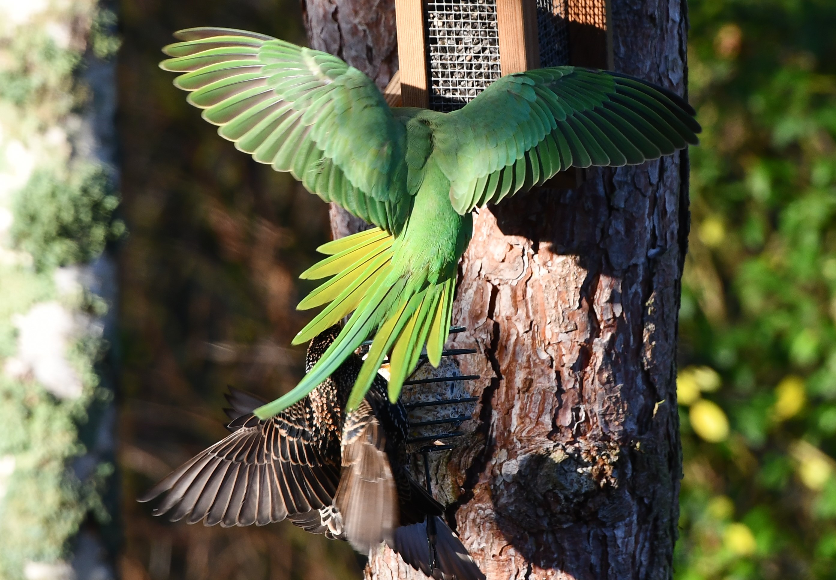 ring-necked parakeet 2021