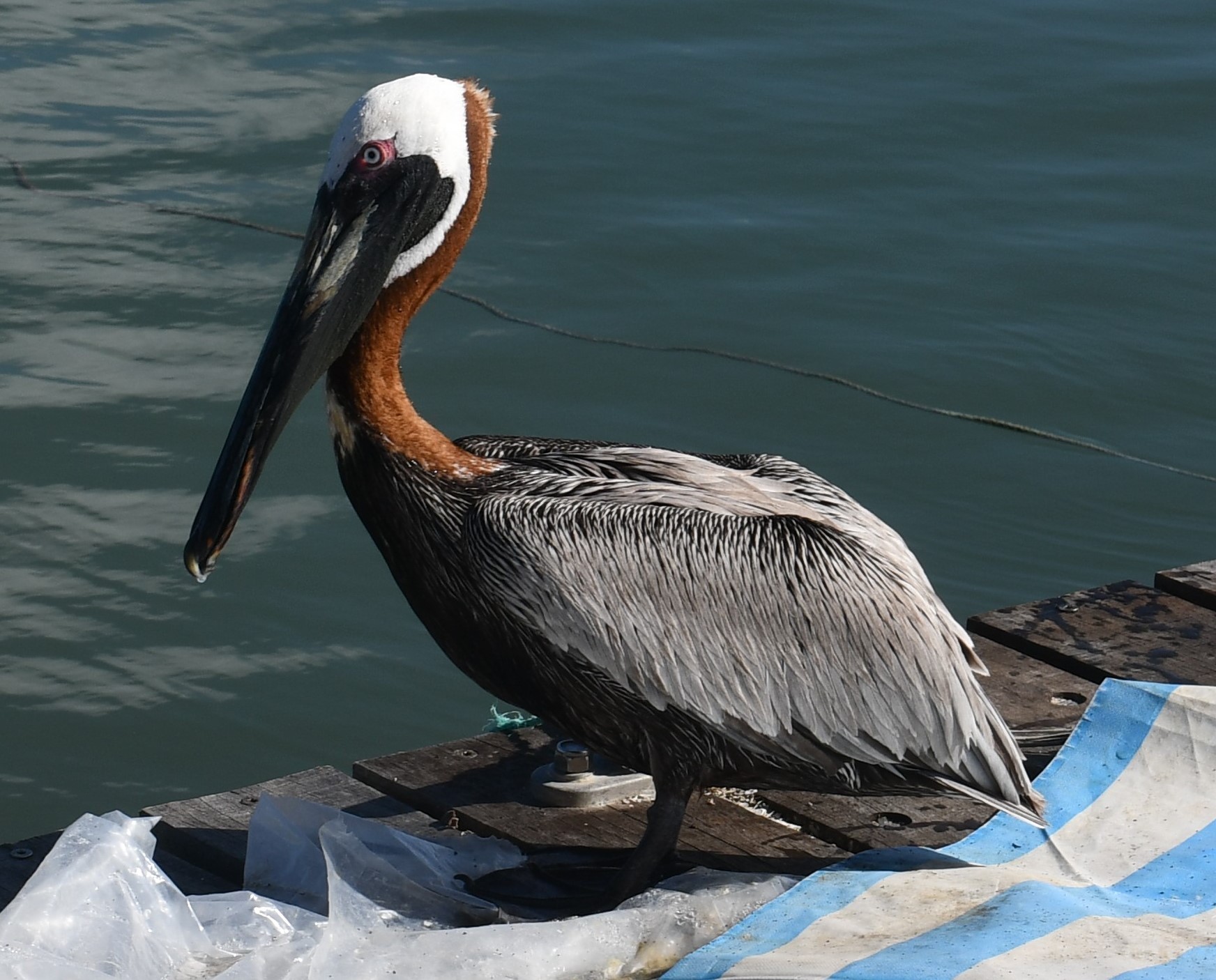pelican, Ste Rose, Guadeloupe 2024