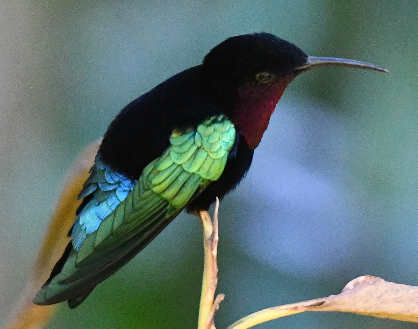 humming bird, Petit-Bourg, Guadeloupe 2024