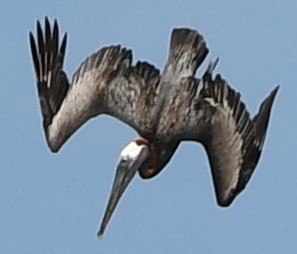 pelican, Ste Rose, Guadeloupe 2024
