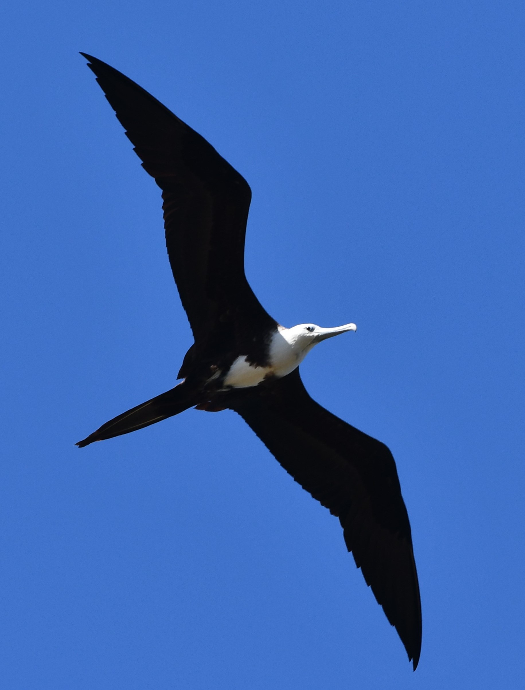 frigate bird, Ste Rose, Guadeloupe