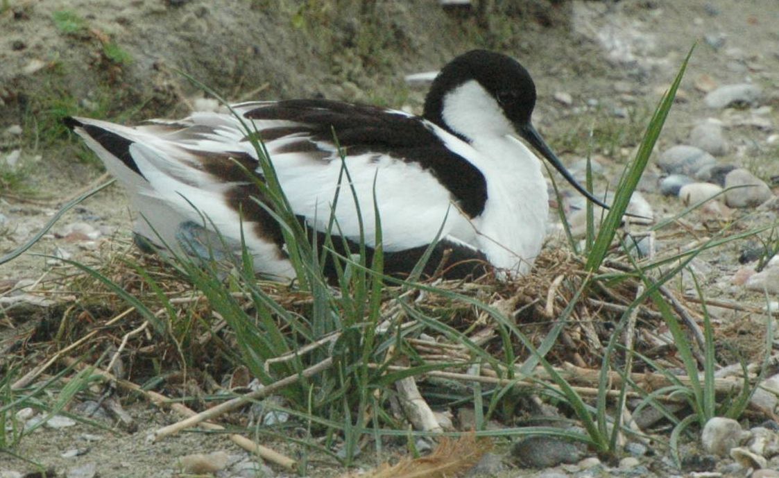 avocette au nid