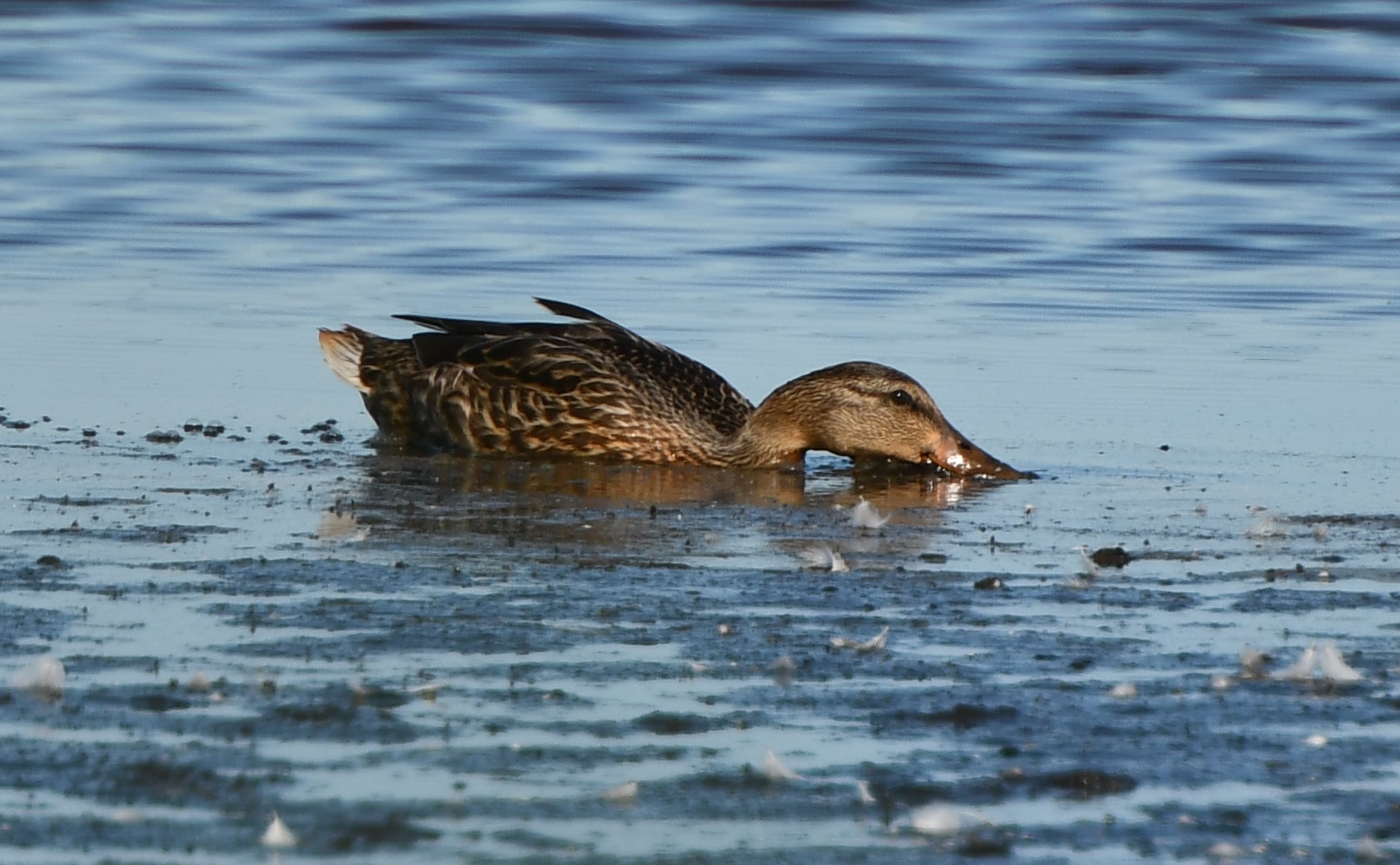 canard souchet