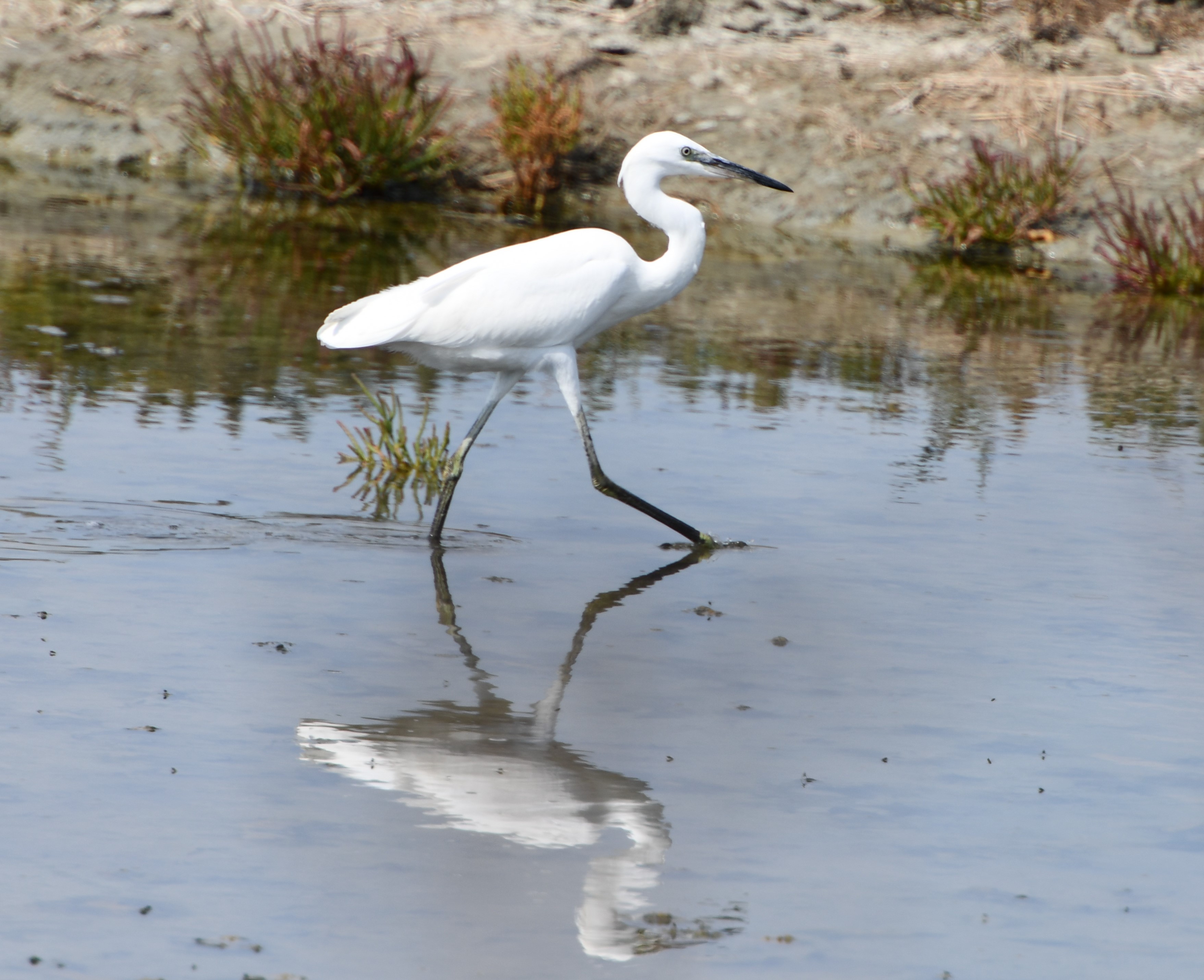 grande aigrette