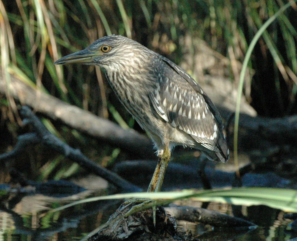 night-heron