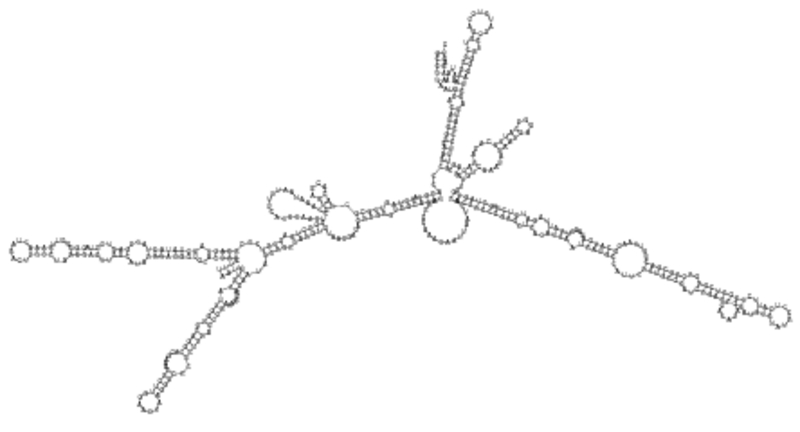 A folded RNA-sequence